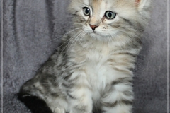 Hazelnut-Liebeshof-black-silver-torbie-classic-65-Wochen-alt.-www.sibirische-katzen-hamburg.de-vom-Liebeshof-V