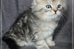 Hazelnut-Liebeshof-black-silver-torbie-classic-65-Wochen-alt.-www.sibirische-katzen-hamburg.de-vom-Liebeshof-VI