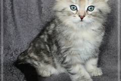 Hazelnut-Liebeshof-black-silver-torbie-classic-65-Wochen-alt.-www.sibirische-katzen-hamburg.de-vom-Liebeshof