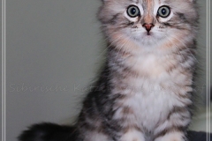 Hazelnut-Liebeshof-black-silver-torbie-classic-8-Wochen-alt.-www.sibirische-katzen-hamburg.de-vom-Liebeshof-I
