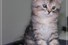 Hazelnut-Liebeshof-black-silver-torbie-classic-8-Wochen-alt.-www.sibirische-katzen-hamburg.de-vom-Liebeshof-II