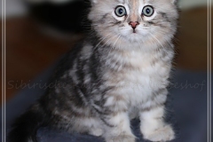 Hazelnut-Liebeshof-black-silver-torbie-classic-8-Wochen-alt.-www.sibirische-katzen-hamburg.de-vom-Liebeshof