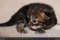 Henry-Kissinger-Liebeshof-black-golden-classic-tabby-14-Tage-alt-www.sibirische-katzen-hamburg.de-I