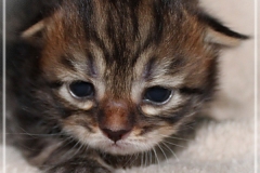 Henry-Kissinger-Liebeshof-black-golden-classic-tabby-14-Tage-alt-www.sibirische-katzen-hamburg.de-II