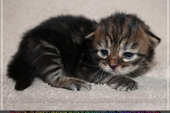 Henry-Kissinger-Liebeshof-black-golden-classic-tabby-14-Tage-alt-www.sibirische-katzen-hamburg.de-III