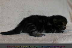 Henry-Kissinger-Liebeshof-black-golden-classic-tabby-14-Tage-alt-www.sibirische-katzen-hamburg.de_