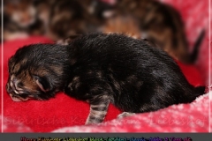 Henry-Kissinger-Liebeshof-black-golden-classic-tabby-3-Tage-alt-www.sibirische-katzen-hamburg.de-I