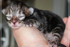 Henry-Kissinger-Liebeshof-black-golden-classic-tabby-3-Tage-alt-www.sibirische-katzen-hamburg.de-II