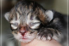 Henry-Kissinger-Liebeshof-black-golden-classic-tabby-3-Tage-alt-www.sibirische-katzen-hamburg.de-III