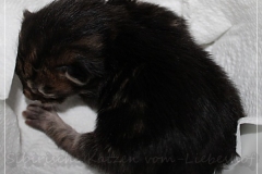 Henry-Kissinger-Liebeshof-black-golden-classic-tabby-3-Tage-alt-www.sibirische-katzen-hamburg.de_