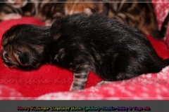 Henry-Kissinger-Liebeshof-black-golden-classic-tabby-3-Tage-alt.