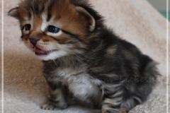 Henry-Kissinger-Liebeshof-black-golden-classic-tabby-3-Wochen-alt.-sibirischer-kater-I