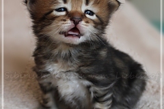 Henry-Kissinger-Liebeshof-black-golden-classic-tabby-3-Wochen-alt.-sibirischer-kater-II