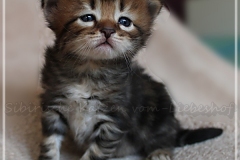 Henry-Kissinger-Liebeshof-black-golden-classic-tabby-3-Wochen-alt.-sibirischer-kater-III