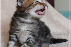 Henry-Kissinger-Liebeshof-black-golden-classic-tabby-3-Wochen-alt.-sibirischer-kater-IV