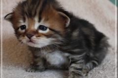 Henry-Kissinger-Liebeshof-black-golden-classic-tabby-3-Wochen-alt.-sibirischer-kater