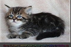 Henry-Kissinger-Liebeshof-black-golden-classic-tabby-53-Wochen-alt-Sibirische-Kater-I