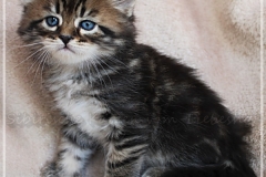 Henry-Kissinger-Liebeshof-black-golden-classic-tabby-53-Wochen-alt-Sibirische-Kater-II