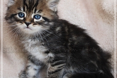 Henry-Kissinger-Liebeshof-black-golden-classic-tabby-53-Wochen-alt-Sibirische-Kater-III