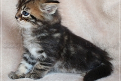 Henry-Kissinger-Liebeshof-black-golden-classic-tabby-53-Wochen-alt-Sibirische-Kater