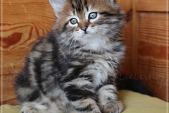 Henry-Kissinger-Liebeshof-black-golden-classic-tabby-8-Wochen-alt-Sibirische-Kater-I