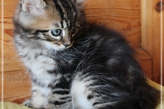 Henry-Kissinger-Liebeshof-black-golden-classic-tabby-8-Wochen-alt-Sibirische-Kater-II