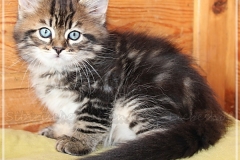 Henry-Kissinger-Liebeshof-black-golden-classic-tabby-8-Wochen-alt-Sibirische-Kater-III