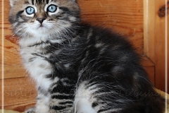 Henry-Kissinger-Liebeshof-black-golden-classic-tabby-8-Wochen-alt-Sibirische-Kater