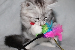 Lilly-Liebeshof-black-silver-classic-tabby-white-11-Wochen-alt.-www.sibirische-katzen-hamburg.de-I