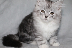 Lilly-Liebeshof-black-silver-classic-tabby-white-11-Wochen-alt.-www.sibirische-katzen-hamburg.de-II