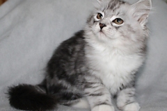 Lilly-Liebeshof-black-silver-classic-tabby-white-11-Wochen-alt.-www.sibirische-katzen-hamburg.de-III