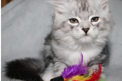 Lilly-Liebeshof-black-silver-classic-tabby-white-11-Wochen-alt.-www.sibirische-katzen-hamburg.de_