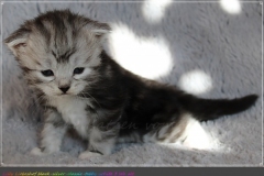 Lilly-Liebeshof-black-silver-classic-tabby-white-3-Wochen-alt.-www.sibirische-katzen-hamburg.de-I