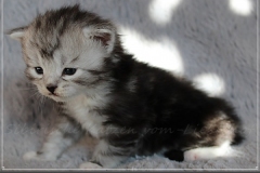 Lilly-Liebeshof-black-silver-classic-tabby-white-3-Wochen-alt.-www.sibirische-katzen-hamburg.de-II