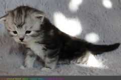 Lilly-Liebeshof-black-silver-classic-tabby-white-3-Wochen-alt.-www.sibirische-katzen-hamburg.de_