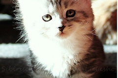 Lilly-Liebeshof-black-silver-classic-tabby-white-6-Wochen-alt.-www.sibirische-katzen-hamburg.de-I