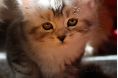 Lilly-Liebeshof-black-silver-classic-tabby-white-6-Wochen-alt.-www.sibirische-katzen-hamburg.de_