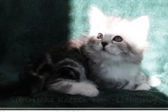 Lilly-Liebeshof-black-silver-classic-tabby-white-7-Wochen-alt.-www.sibirische-katzen-hamburg.de-I