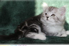 Lilly-Liebeshof-black-silver-classic-tabby-white-7-Wochen-alt.-www.sibirische-katzen-hamburg.de-II