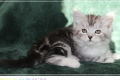 Lilly-Liebeshof-black-silver-classic-tabby-white-7-Wochen-alt.-www.sibirische-katzen-hamburg.de-III