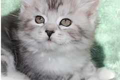 Lilly-Liebeshof-black-silver-classic-tabby-white-7-Wochen-alt.-www.sibirische-katzen-hamburg.de-IV