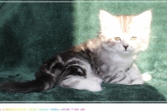 Lilly-Liebeshof-black-silver-classic-tabby-white-7-Wochen-alt.-www.sibirische-katzen-hamburg.de_
