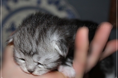 Lilly-Liebeshof-black-silver-classic-tabby-white-golden-12-Tage-alt.-www.sibirische-katzen-hamburg.de-I