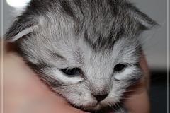 Lilly-Liebeshof-black-silver-classic-tabby-white-golden-12-Tage-alt.-www.sibirische-katzen-hamburg.de-II