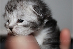 Lilly-Liebeshof-black-silver-classic-tabby-white-golden-12-Tage-alt.-www.sibirische-katzen-hamburg.de_