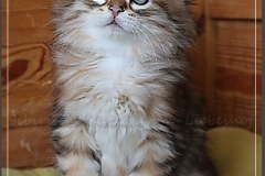 Gorbatschow-Liebeshof-black-golden-classic-tabby-8-Wochen-alt-Sibirischer-Kater-Siberian-male-Cat-I