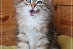 Gorbatschow-Liebeshof-black-golden-classic-tabby-8-Wochen-alt-Sibirischer-Kater-Siberian-male-Cat-II