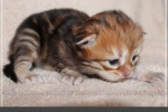 Michael-Gorbatschow-Liebeshof-black-golden-classic-tabby-14-Tage-alt.-www.sibirische-katzen-hamburg.de-II