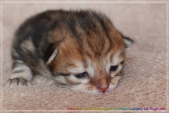 Michael-York-Sibirischer-Kater-in-black-golden-classic-tabby-11-Tage-alt.-www.sibirische-katzen-hamburg.de-I