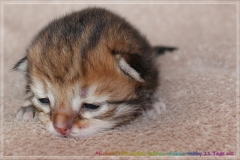 Michael-York-Sibirischer-Kater-in-black-golden-classic-tabby-11-Tage-alt.-www.sibirische-katzen-hamburg.de-II